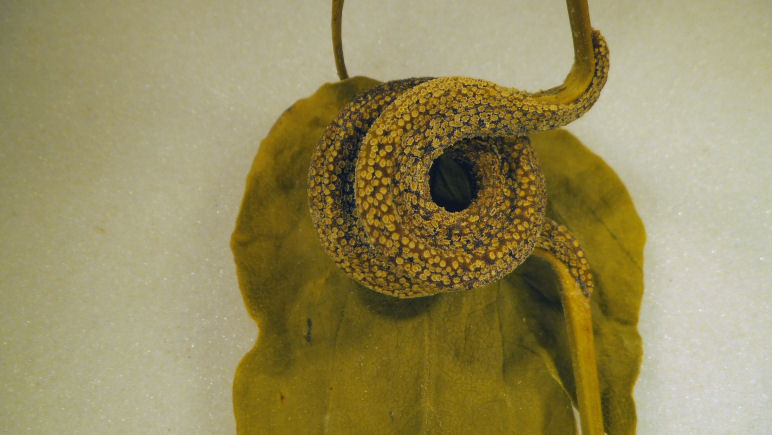 Gymnosporangium ? No, Puccinia alnetorum